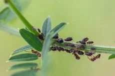Lutter contre les fourmis dans le jardin