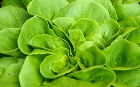 Salatgarten und Setzlinge