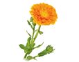 Calendula