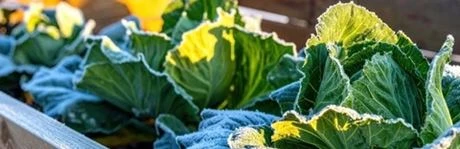 Frische Ernte trotz Kälte