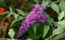 Strauchpflege
