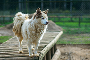 Protection Suisse des animaux PSA