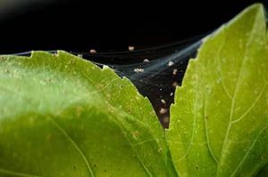 Acariens tétranyques