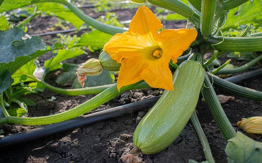 salatgurken düngen Gurken & Zucchini Dünger Bio main image 1
