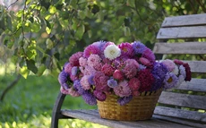 Herbstblumen