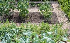 Gemüse, Hochbeet & Nutzgarten