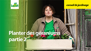Conseils de jardinage - Planter des géraniums partie 2
