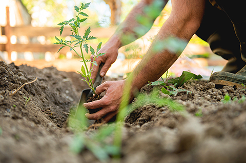 Monatliche Gartenarbeiten