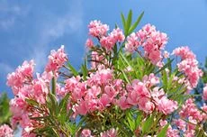 Oleander schneiden