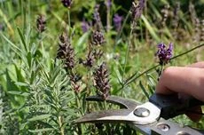 Lavendel schneiden