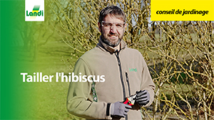 Conseils de jardinage - Tailler l'hibiscus